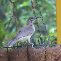 Philemon citreogularis