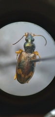 Bembidion corgenoma