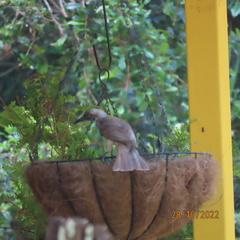 Philemon citreogularis