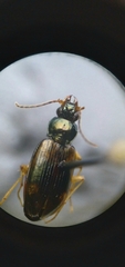 Bembidion corgenoma