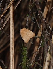 Sestra humeraria