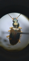 Bembidion corgenoma