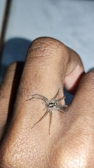 Lycosinae