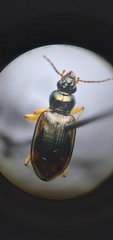 Bembidion corgenoma