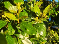 Cryptocarya triplinervis