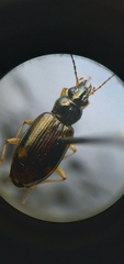 Bembidion corgenoma