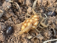 Centruroides sculpturatus