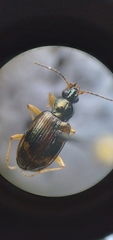 Bembidion corgenoma