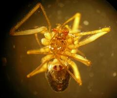 Bathyphantes brevipes