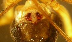 Bathyphantes brevipes