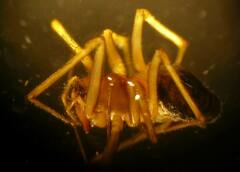 Bathyphantes brevipes