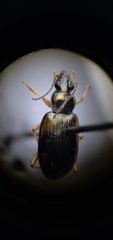 Bembidion corgenoma