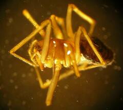 Bathyphantes brevipes