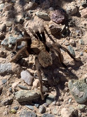 Aphonopelma chalcodes