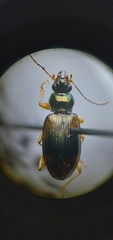 Bembidion corgenoma