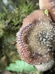 Nearctodesmidae