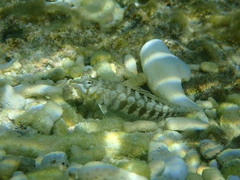 Parapercis australis