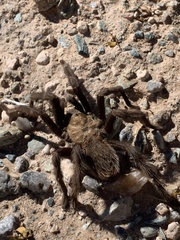 Aphonopelma chalcodes