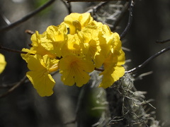 Handroanthus chrysotrichus