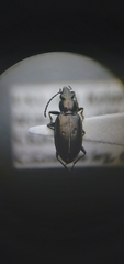 Bembidion recticolle