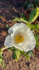 Argemone hunnemannii