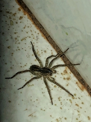Lycosidae