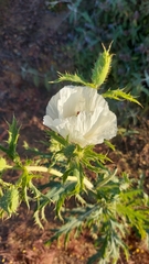 Argemone hunnemannii