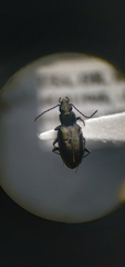 Bembidion recticolle