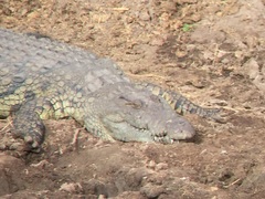 Crocodylus niloticus