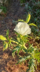 Argemone hunnemannii