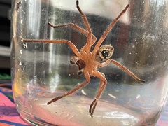 Neosparassus diana