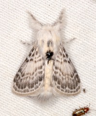 Apotolype brevicrista