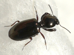 Dyschirius