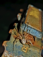 Latrodectus geometricus