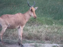 Alcelaphus buselaphus cokii