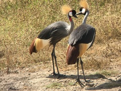 Balearica regulorum