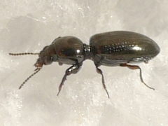 Dyschirius