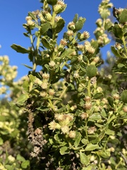 Baccharis pilularis consanguinea