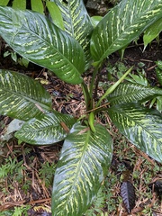 Dieffenbachia
