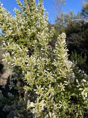 Baccharis pilularis consanguinea