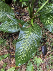 Dieffenbachia