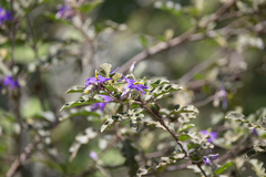 Solanum houstonii