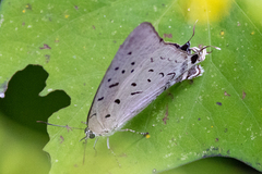 Pseudolycaena damo