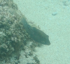 Canthigaster amboinensis