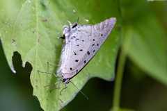 Pseudolycaena damo