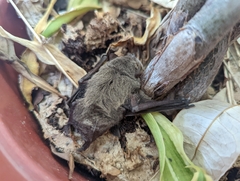 Pipistrellus abramus