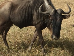 Connochaetes taurinus mearnsi