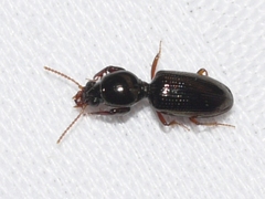 Dyschirius
