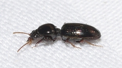 Dyschirius