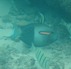 Acanthurus olivaceus